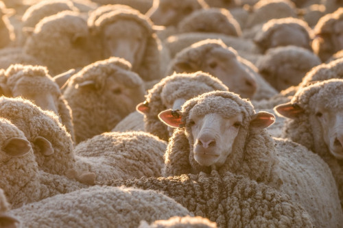 Image for New England Merino Lifetime Productivity online field day