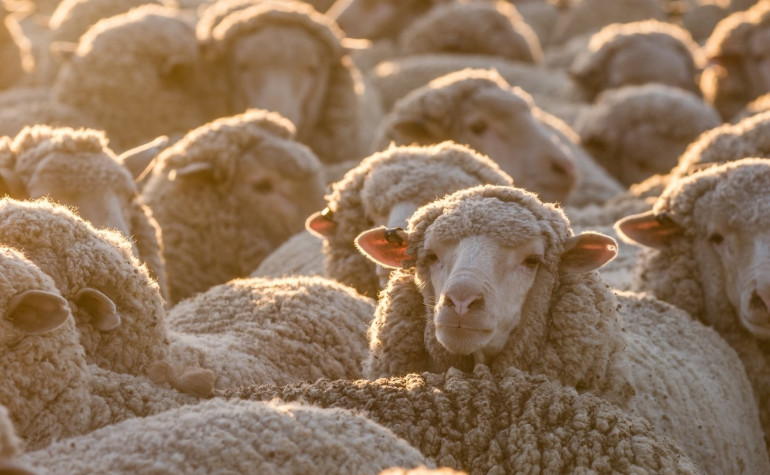 Close up image of a mob of sheep