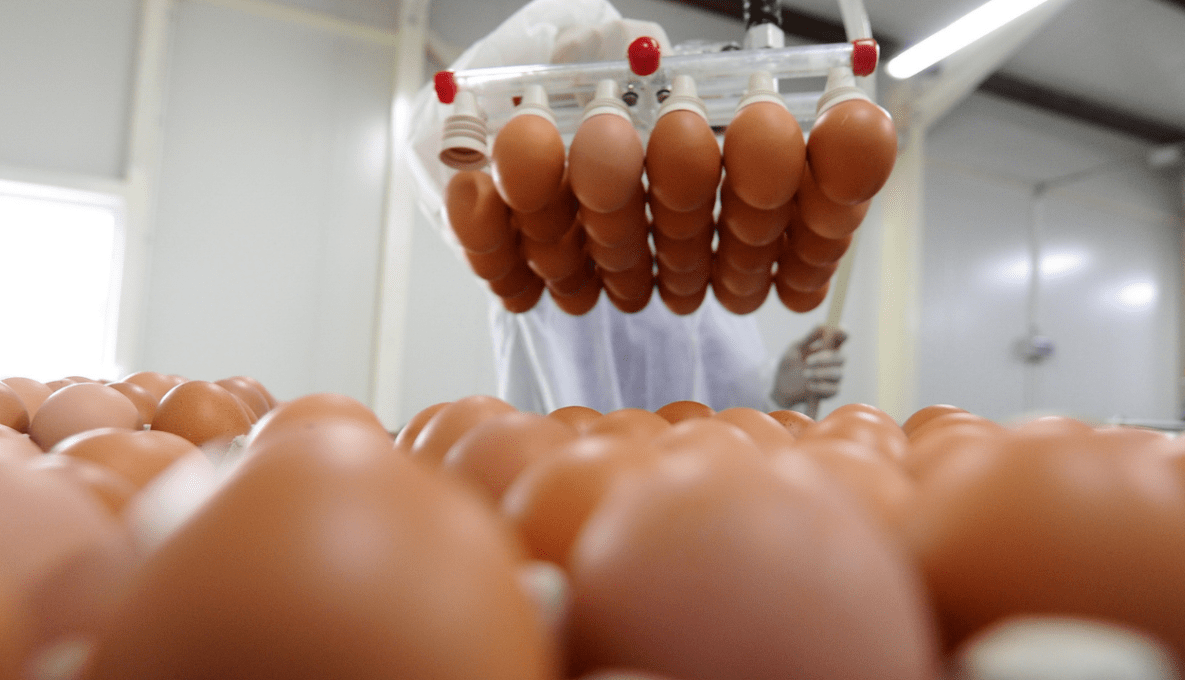 Eggs being lifted up by machinery in a factory