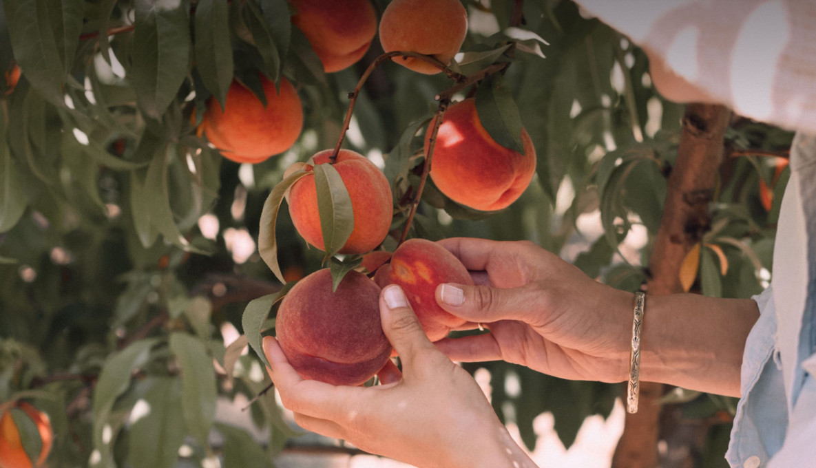 Hands holding peaches on a tree