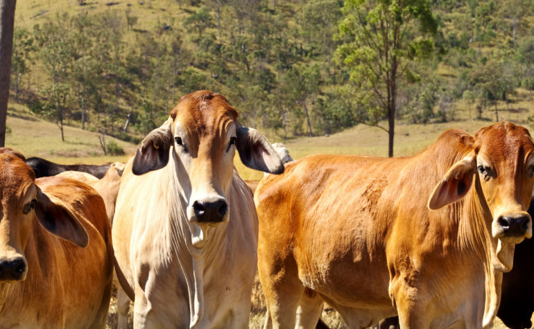 American Brahman cows in a paddock
