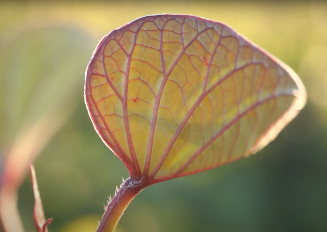 close up of Potato leaf in a field