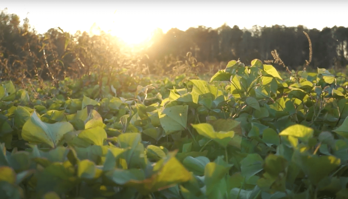 Sweet potato field with sunrise