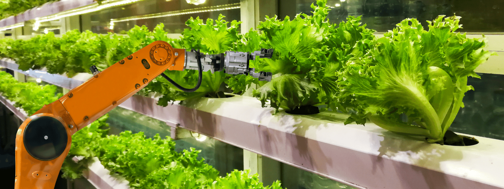 lettuce being grown under indoor lighting