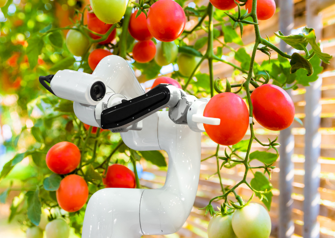 mechanical arm picking red tomatoes of a plant