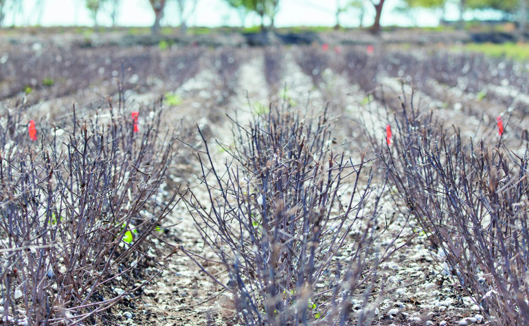 Close up image of harvested cotton bushes in paddock
