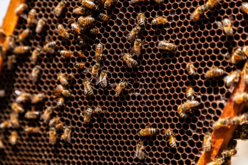 Image for Beekeepers back genetic improvement to boost honey bee industry performance