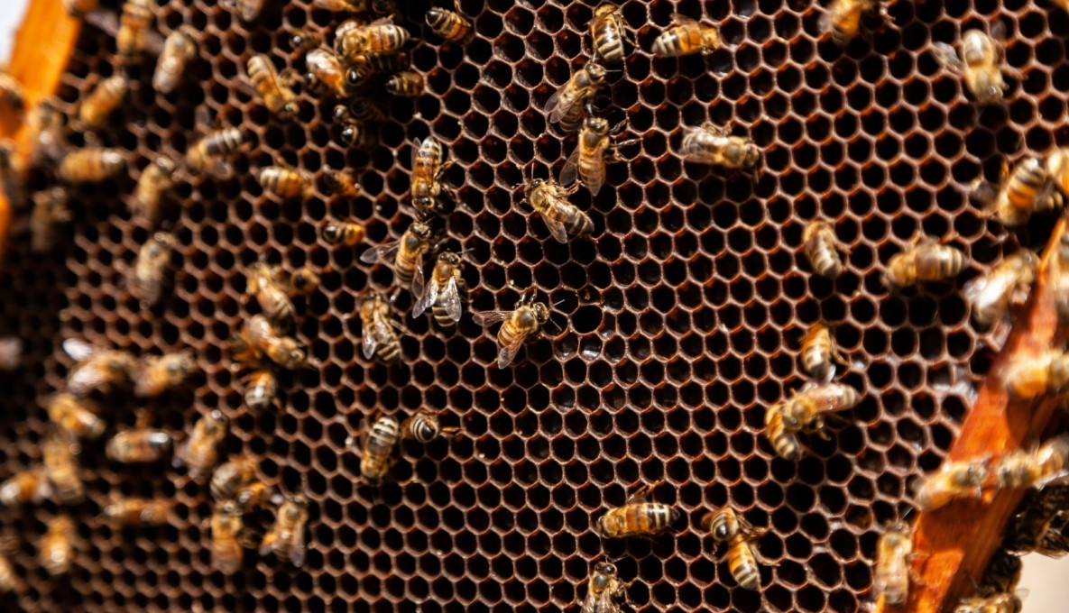 Close up image of Honey bees in a hive