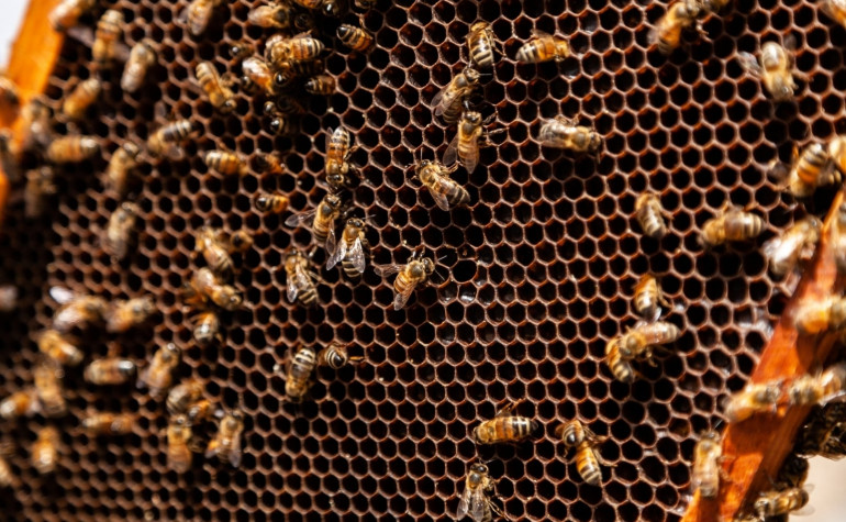 Close up image of Honey bees in a hive