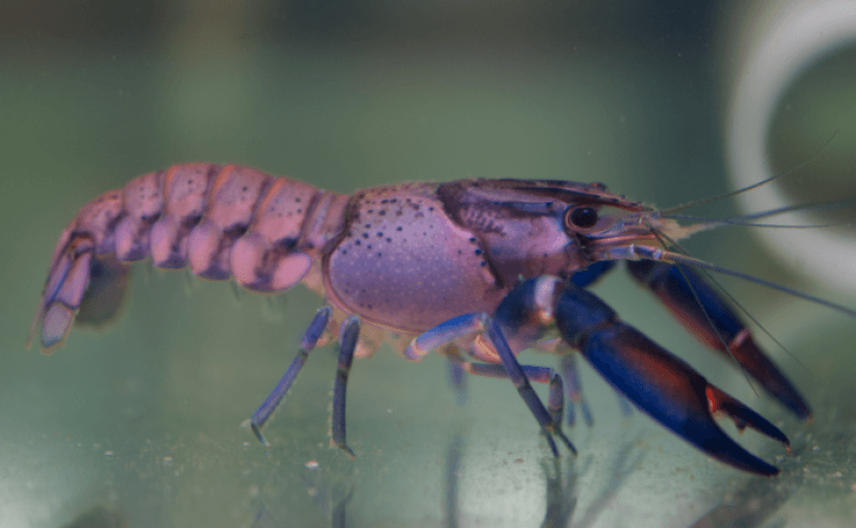 Famed marron crayfish
