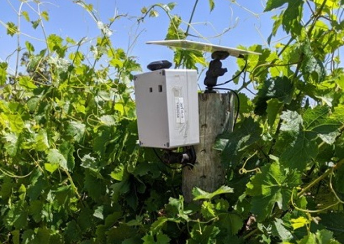 ProxiCrop (a low-cost thermography-based sensor device) installed in a vineyard