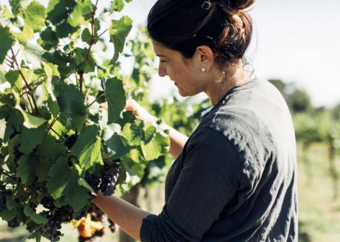 a dark haired woman selecting grapes from a grape vine
