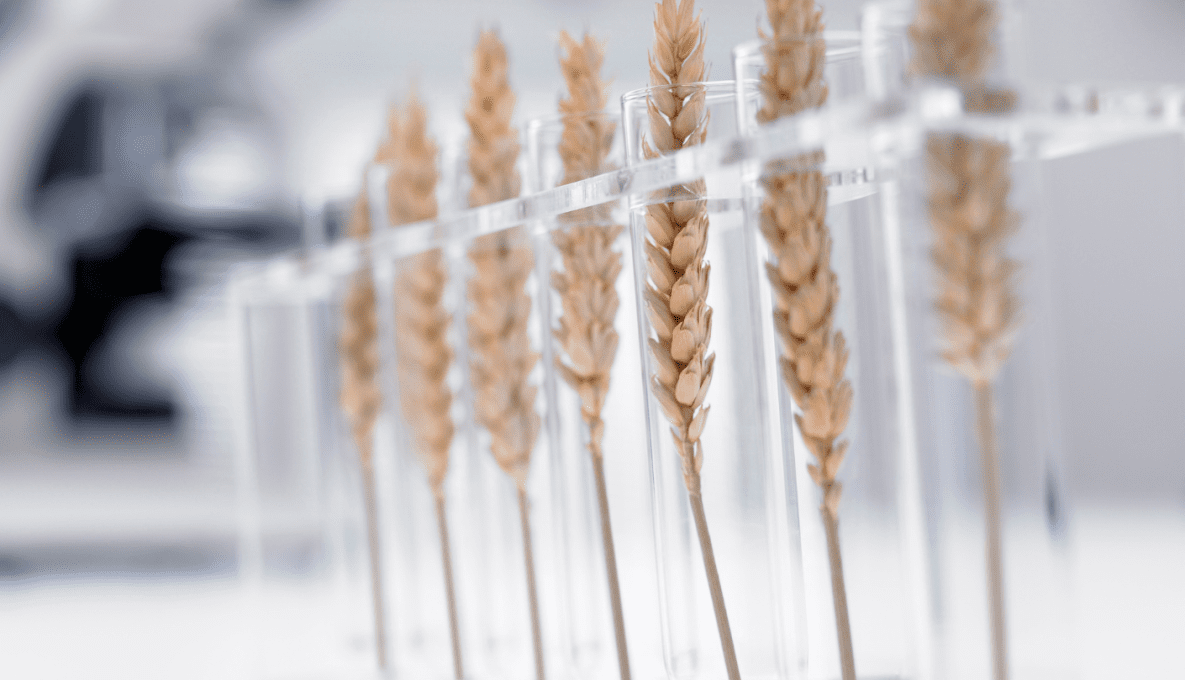 Wheat ears in test tubes