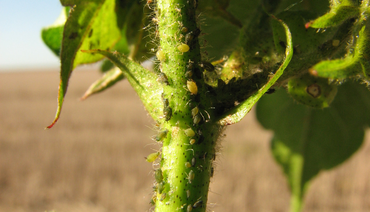 Aphid, a tiny insect that sucks sap from plants and is a pest to agricultural crops