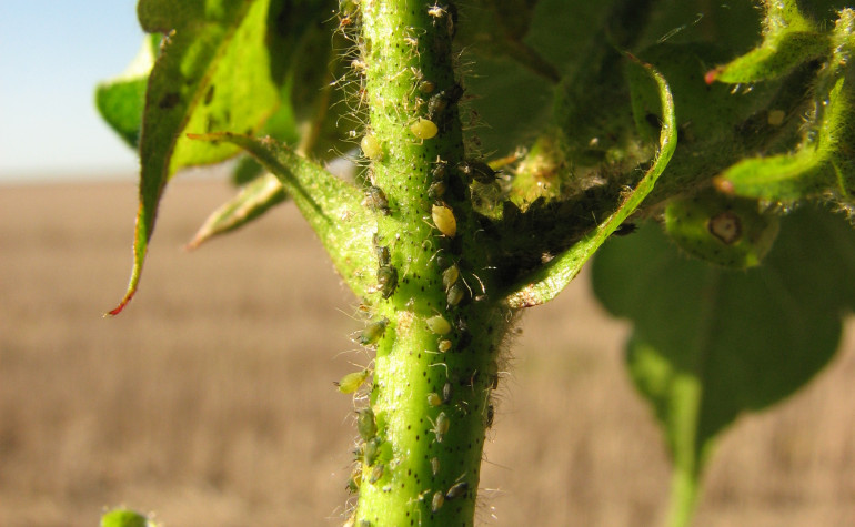 Aphid on a stem of a plant in a paddock