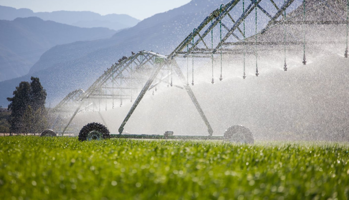Close up image of a center pivot irrigator on a green field of wheat