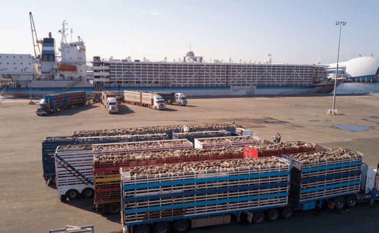 Sheep trucks waiting to board Livestock ship at the shipping dock