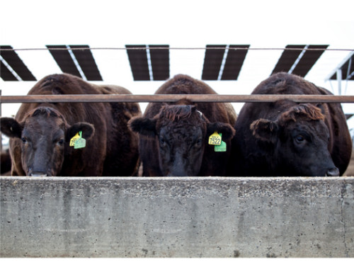 Image for Meat & Livestock Australia (MLA): Development, evaluation and adoption of objective measurement solutions for live animals - Request for Tender
