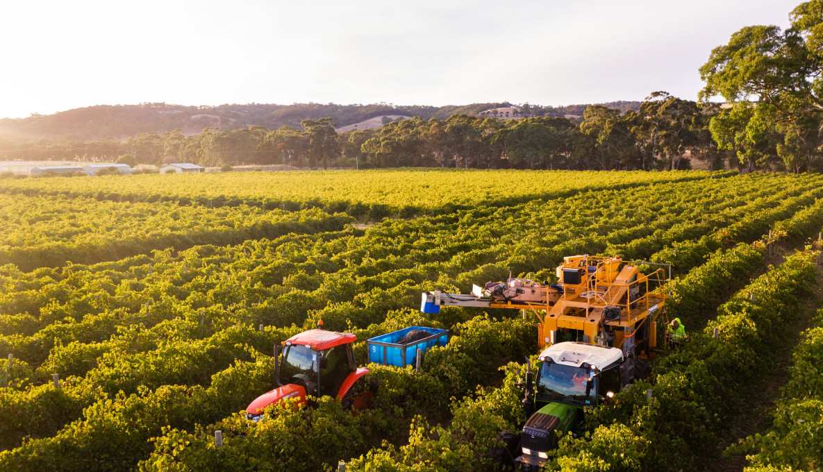Two tractors and farmers in a grape vinyard using Harvest optimisation technology by Aussie Wine Group