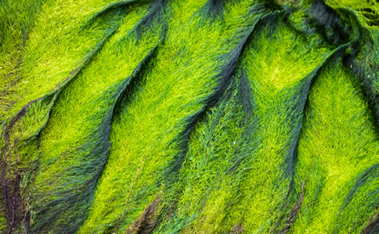 Aeriel shot of Marine Algae