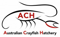 Logo for Australian Crayfish Hatchery: intensive vertical aquaculture licensing opportunity