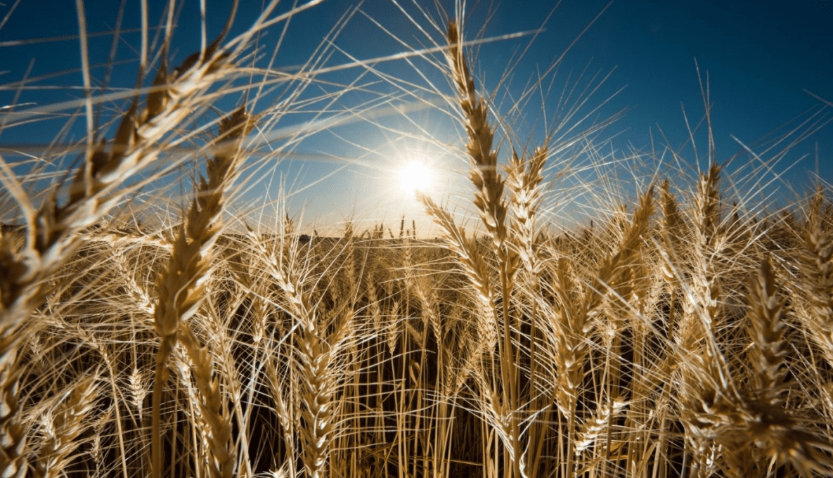 Wheat crop growing in a paddock