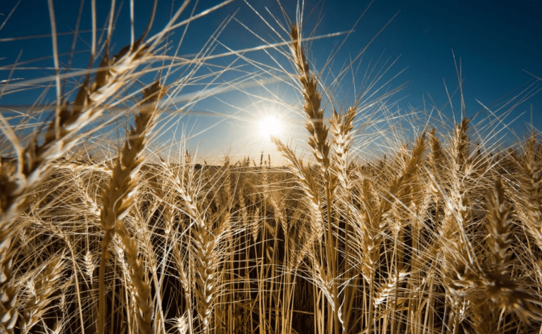 Wheat crop growing in a paddock