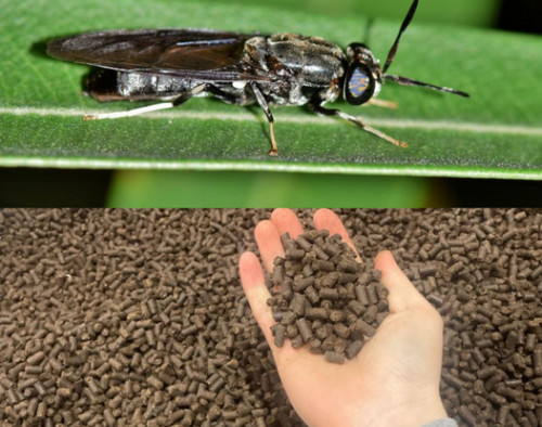 Image for Bardee: black soldier fly organic fertiliser - Superfly® - seeking commercial trial partners in horticulture, broadacre and pasture industries