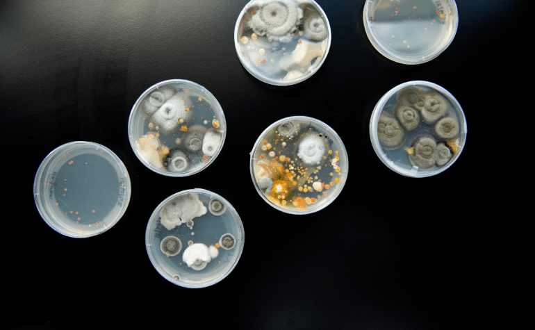 Loam Bio's microbes growing in petri dish
