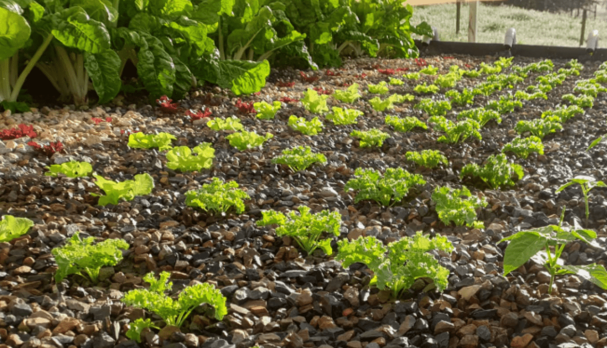 Leafy Greens growing in gravel