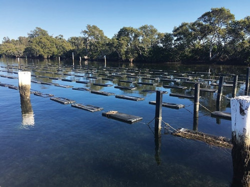 Image for Breeding efforts enhance production for Sydney Rock Oysters