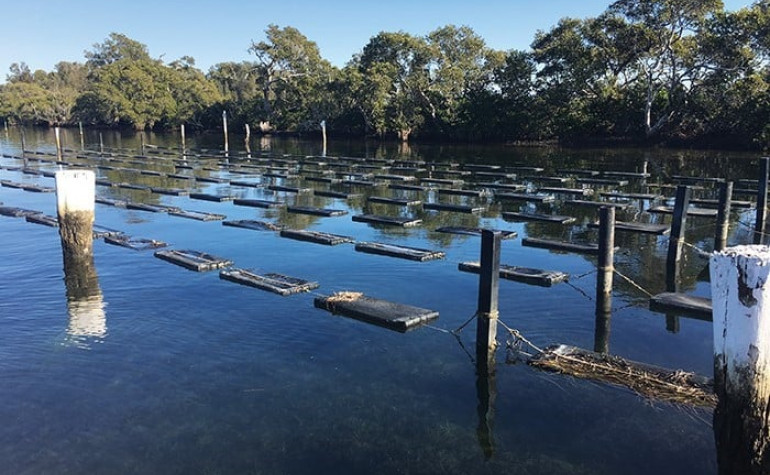 Floating bags used for single seed Sydney Rock Oyster nursery culture
