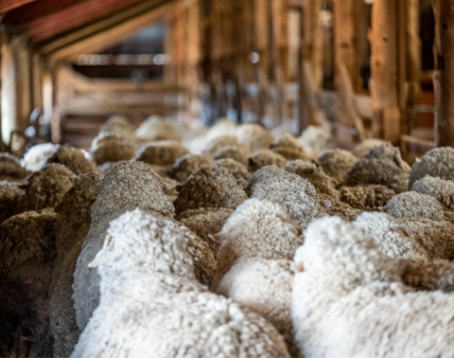 Image for University of Adelaide: Commercialisation of bio harvesting wool technology