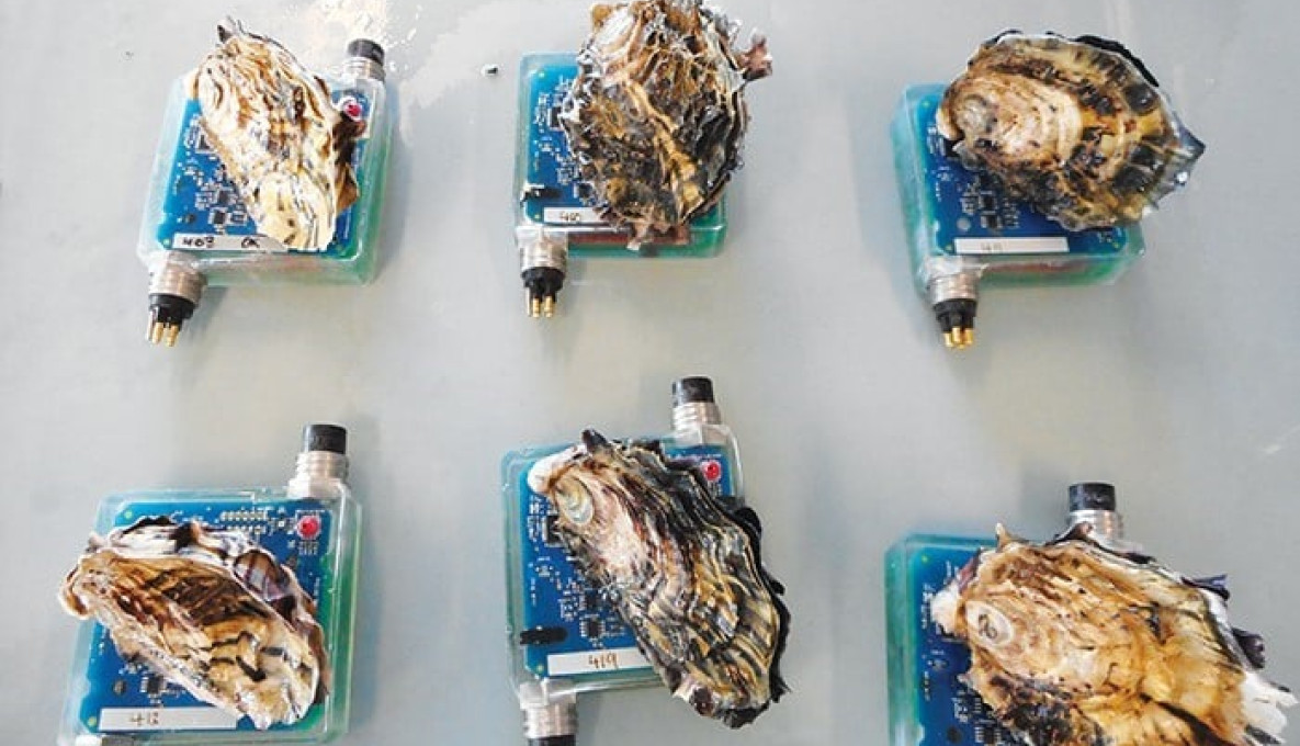 Sensors attached to oysters measure the animals’ physiological responses to changing water conditions.