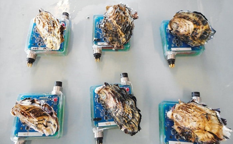 Sensors attached to oysters measure the animals’ physiological responses to changing water conditions.