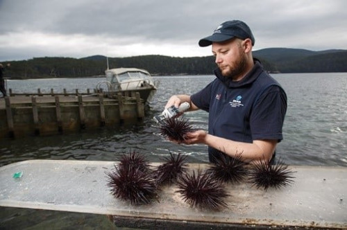 Image for Multi pronged strategy targets invasive urchins