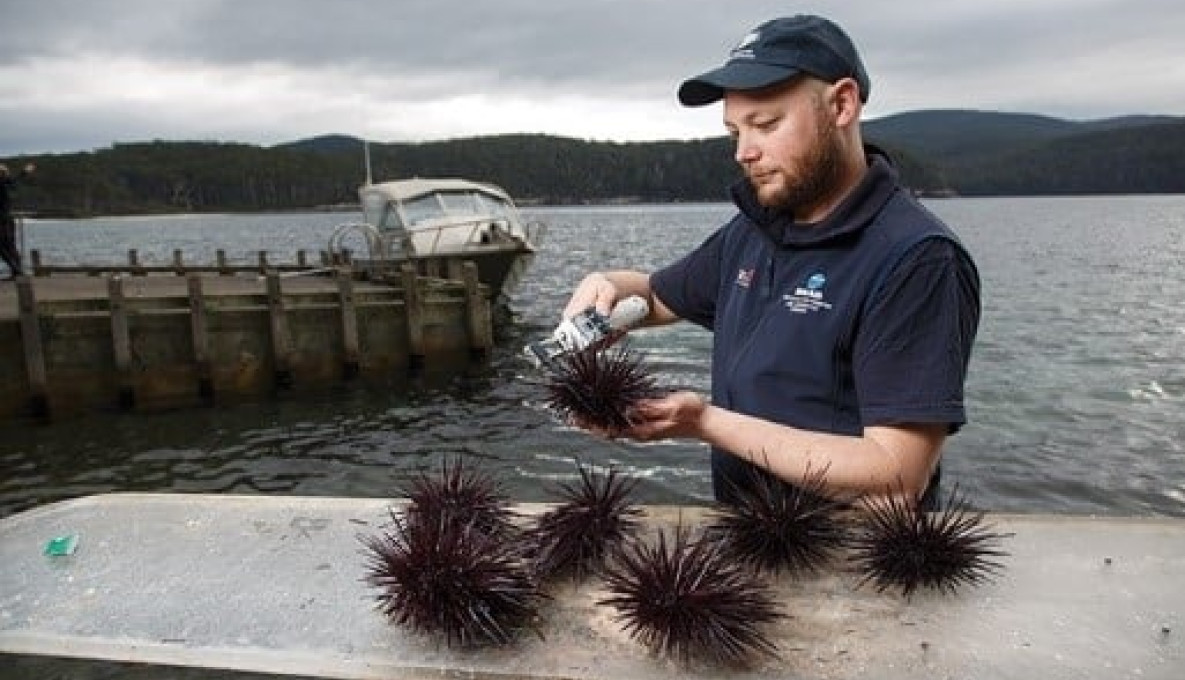 Tasmanian scientist John Keane measures sea urchins as part of research into control measures for this invasive species