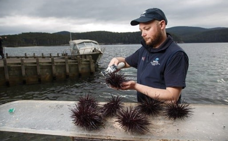 Tasmanian scientist John Keane measures sea urchins as part of research into control measures for this invasive species