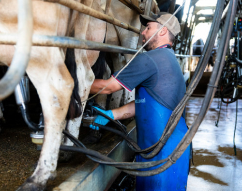Image for Dairy Australia: Seeking solution providers to identify technology that enhances Employment Value Proposition (EVP) for a career in dairy farming.