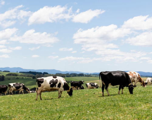 Image for Dairy Australia: Seeking solution providers for Investigations into feasible methane reduction technologies for dairy