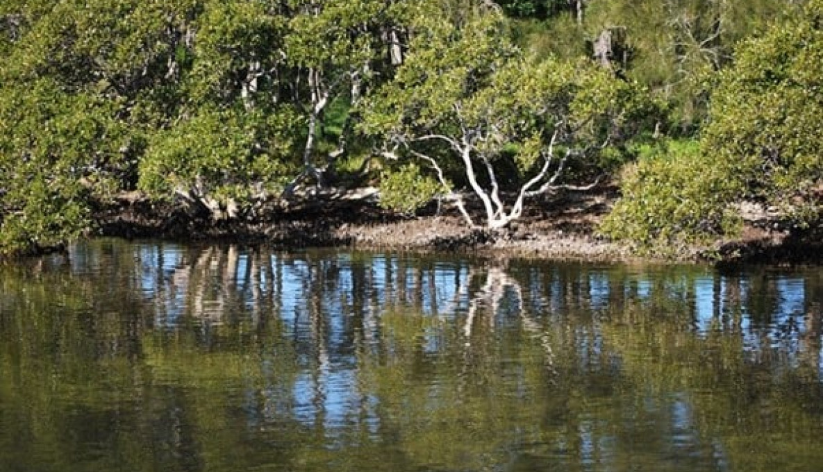Mangroves on a riverbed at low tide