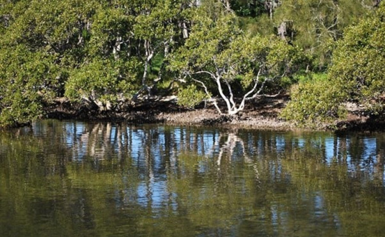 Mangroves on a riverbed at low tide