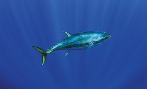 Image for Tuna story to inspire new generation of fishers