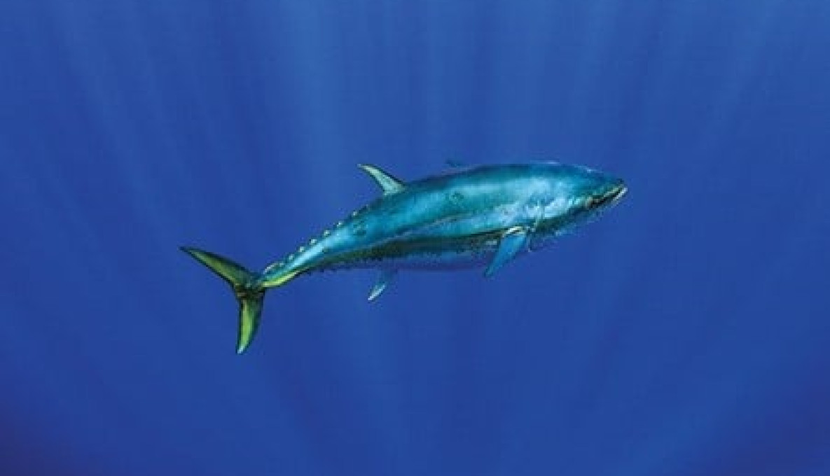 Close up image of Bluefin Tuna in the ocean