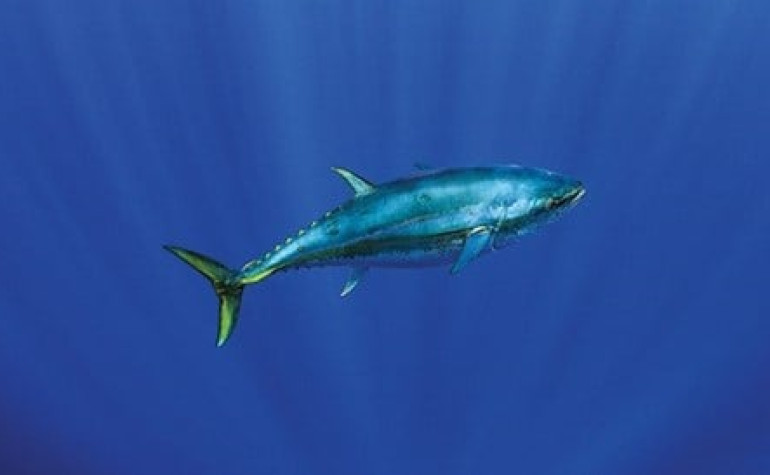 Close up image of Bluefin Tuna in the ocean
