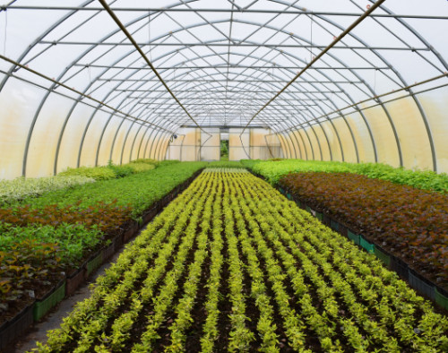 Image for LLEAF: Innovative Greenhouse Trial Program