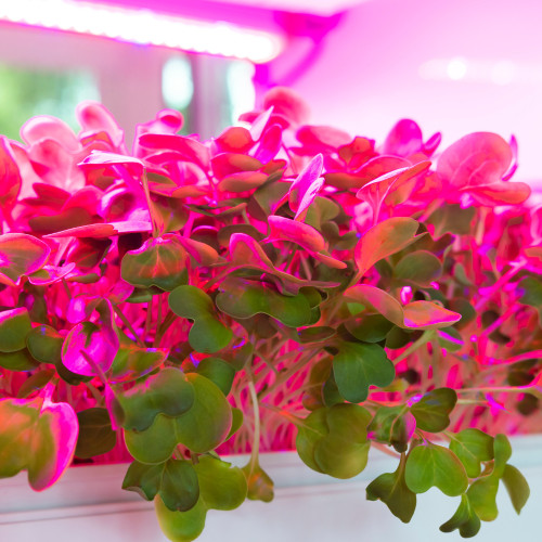 Image for Breakthrough vertical farming solution seeking $1m investment