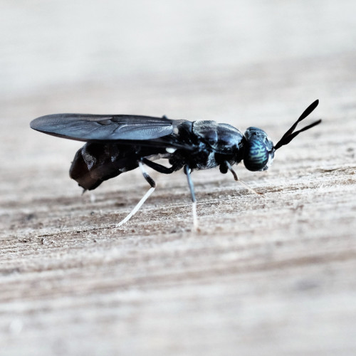 Image for Black soldier fly biotech digester ready for $10m investment