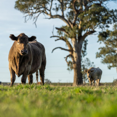 Image for MLA seeks global solution providers to enhance Australia’s red meat supply chain