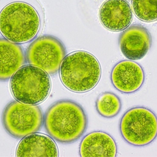 Image for AU$1 million sought for marine microalgae to droughtproof protein supply